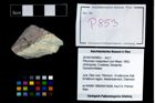 Foto (Objekt + Etikett) von Pithonoton marginatum (von Meyer, 1842)  (NHMW-GEO-2014-0194-0853)
